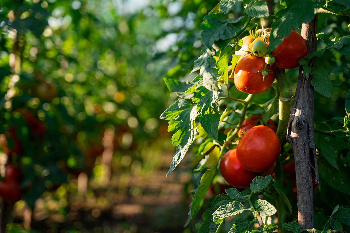 أنواع الإعجاز في النبات